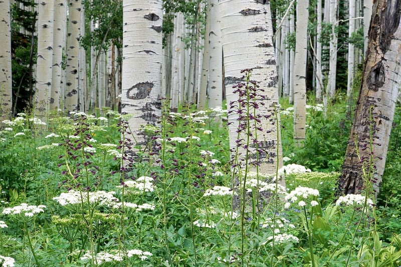 Aspen